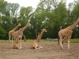 Pictures of giraffes at Chester zoo